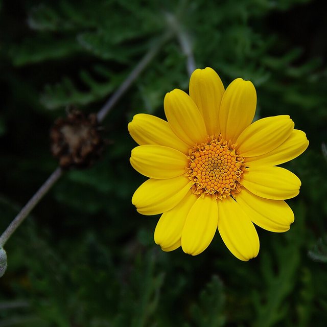 Chamomile — natural source