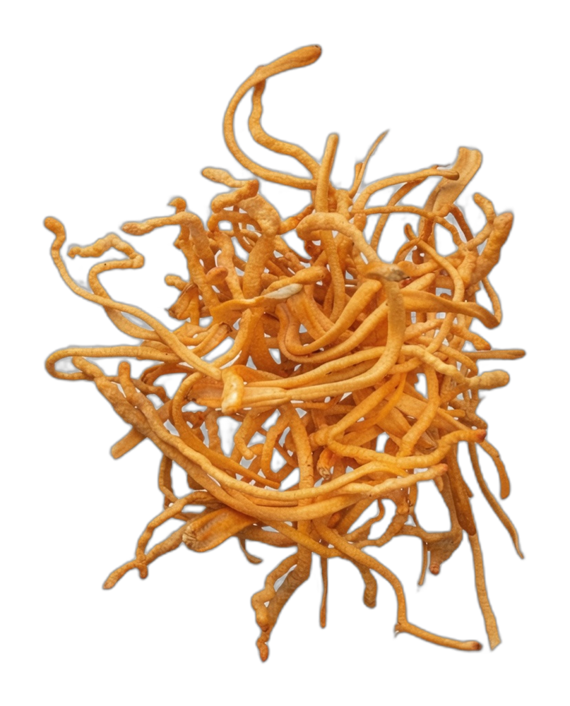 Cordyceps — natural source