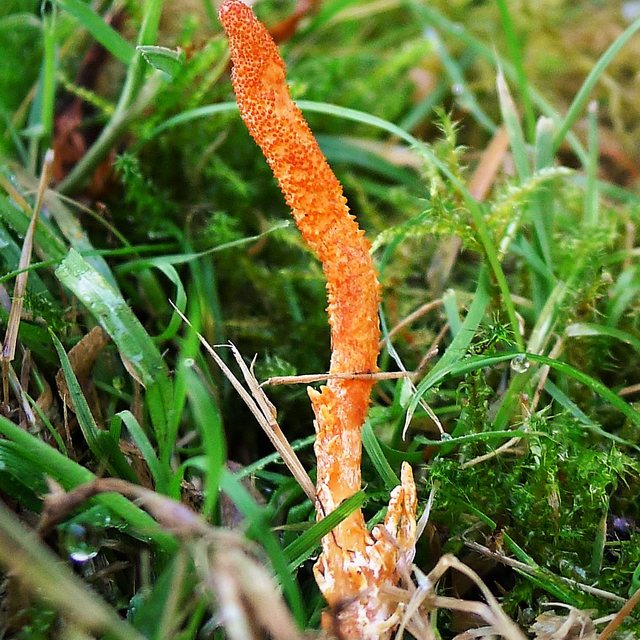 Cordyceps — natural source