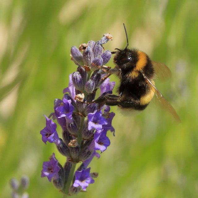 Lavender — natural source