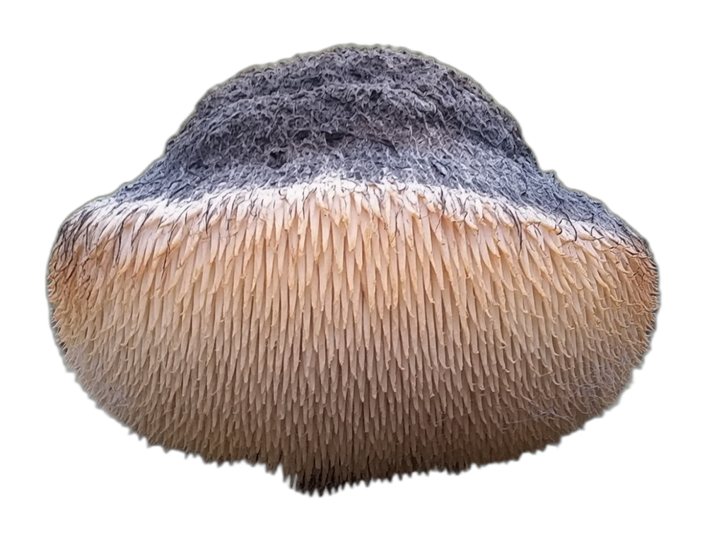 Lion&rsquo;s Mane — natural source