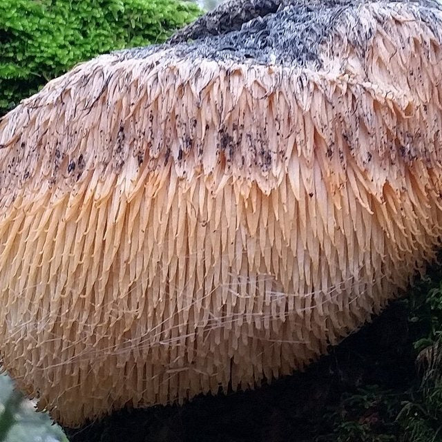 Lion's Mane — natural source