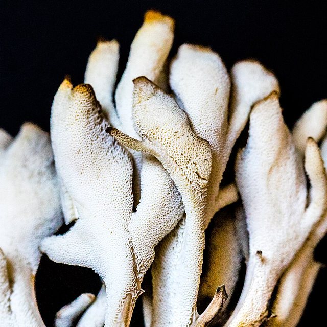 Maitake — natural source