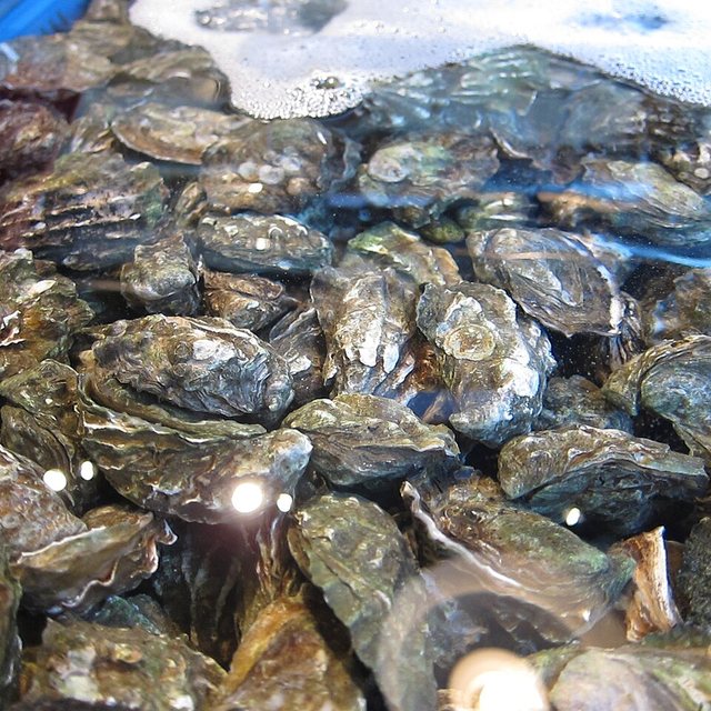 Oyster Peptide — natural source