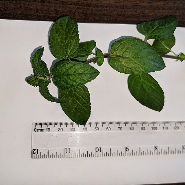 Peppermint — natural source