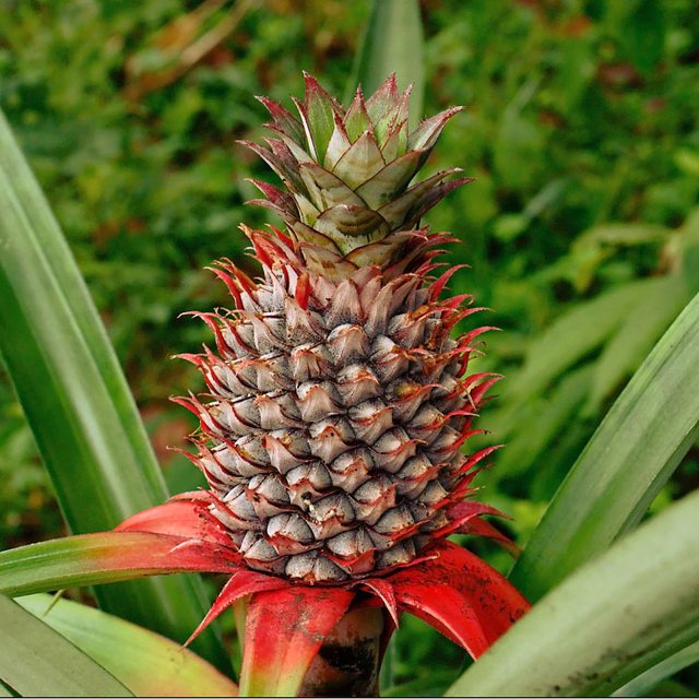 Bromelain — natural source